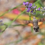 Taubenschwänzchen am Lavendel