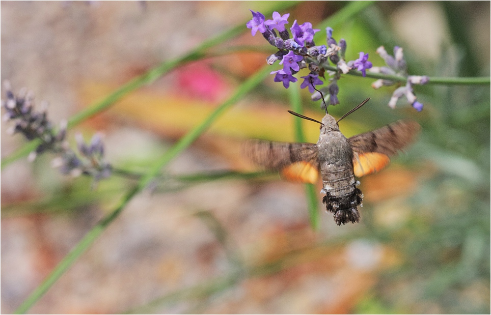 Taubenschwänzchen am Lavendel