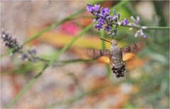 Taubenschwänzchen am Lavendel