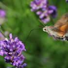 Taubenschwänzchen am Lavendel