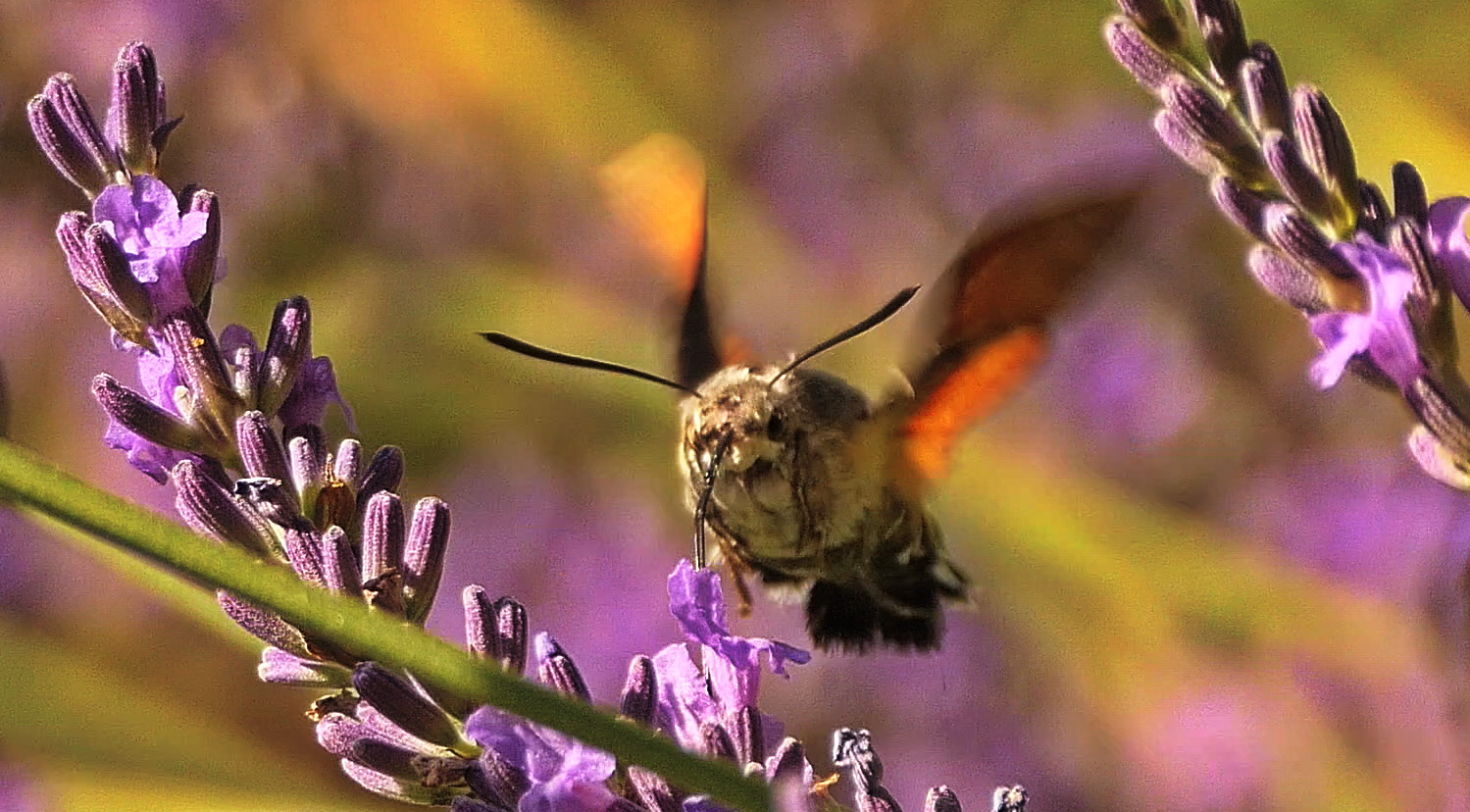 Taubenschwänzchen am Lavendel  