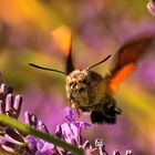 Taubenschwänzchen am Lavendel  