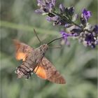 Taubenschwänzchen am Lavendel