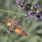 Taubenschwänzchen am Lavendel