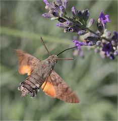 Taubenschwänzchen am Lavendel