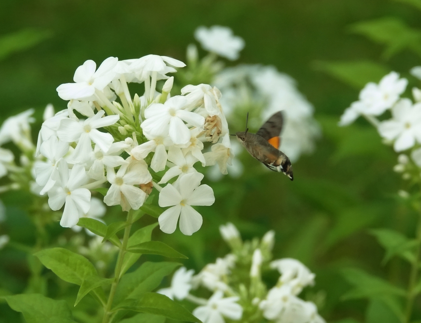 Taubenschwänzchen am Phlox