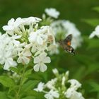 Taubenschwänzchen am Phlox