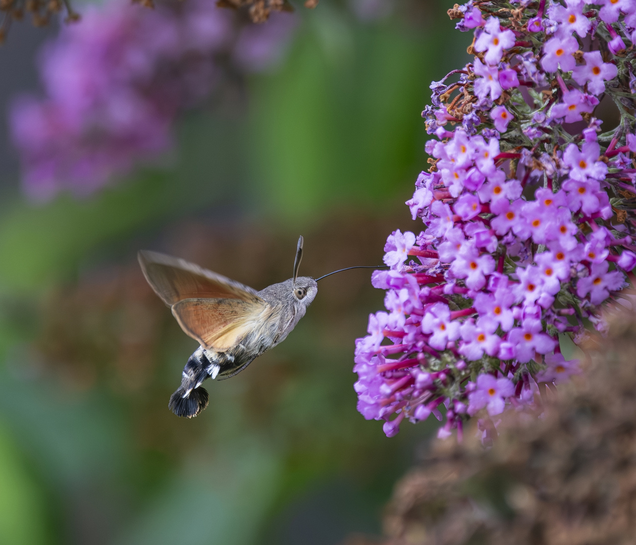 Taubenschwänzchen am Schmetterlingsflieder