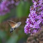 Taubenschwänzchen am Schmetterlingsflieder