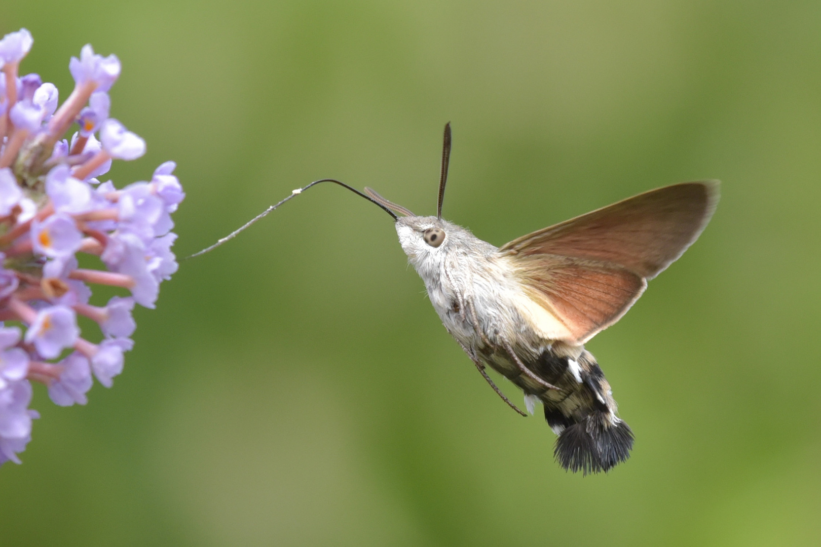 Taubenschwänzchen am Schmetterlingsflieder