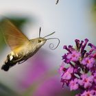 Taubenschwänzchen am Schmetterlingsstrauch