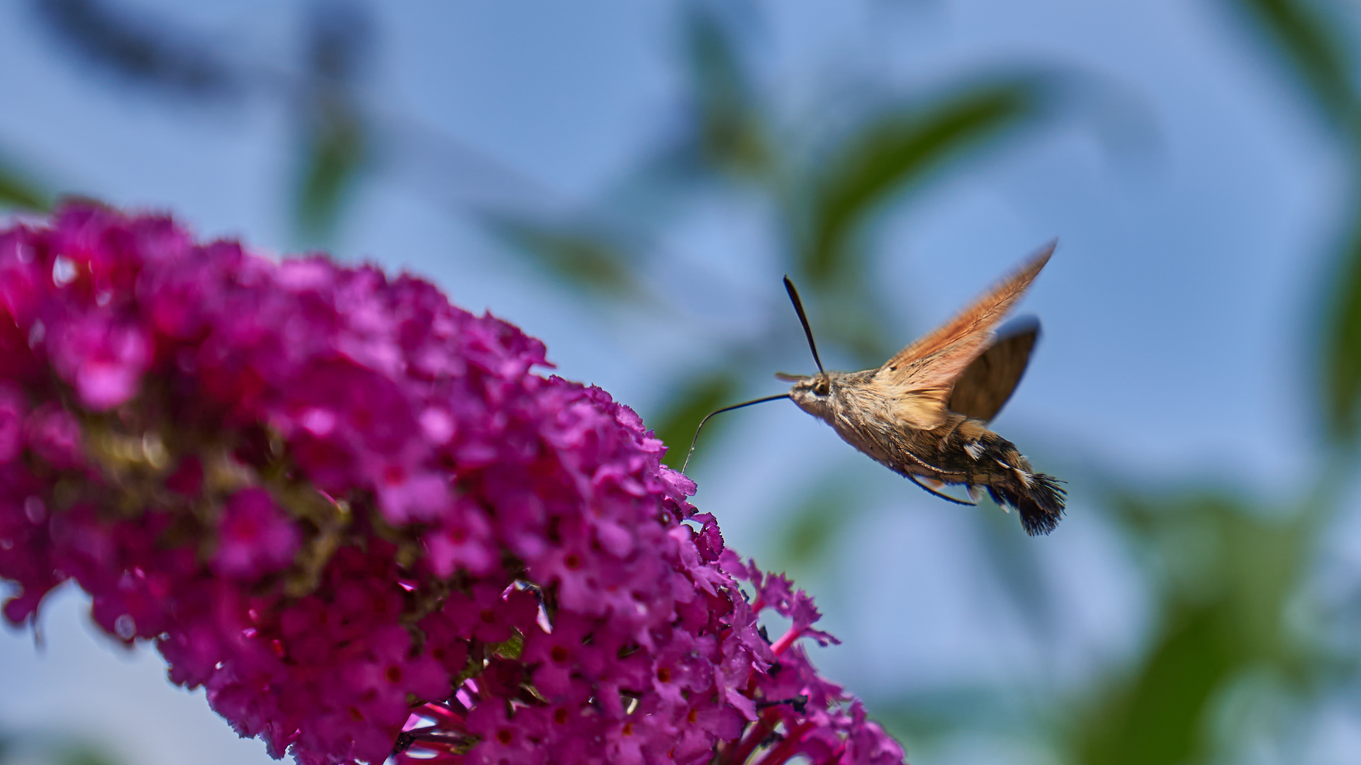 Taubenschwänzchen am Sommerflieder