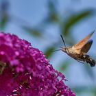 Taubenschwänzchen am Sommerflieder