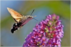 Taubenschwänzchen am Sommerflieder (2) ...