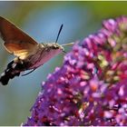 Taubenschwänzchen am Sommerflieder (2) ...