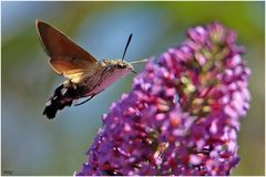 Taubenschwänzchen am Sommerflieder (2) ...