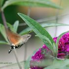 Taubenschwänzchen am Sommerflieder