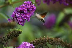 Taubenschwänzchen am Sommerflieder