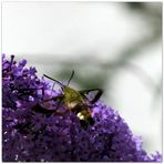 Taubenschwänzchen am Sommerflieder