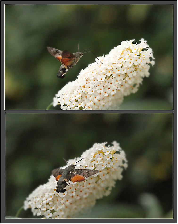 Taubenschwänzchen am Sommerflieder