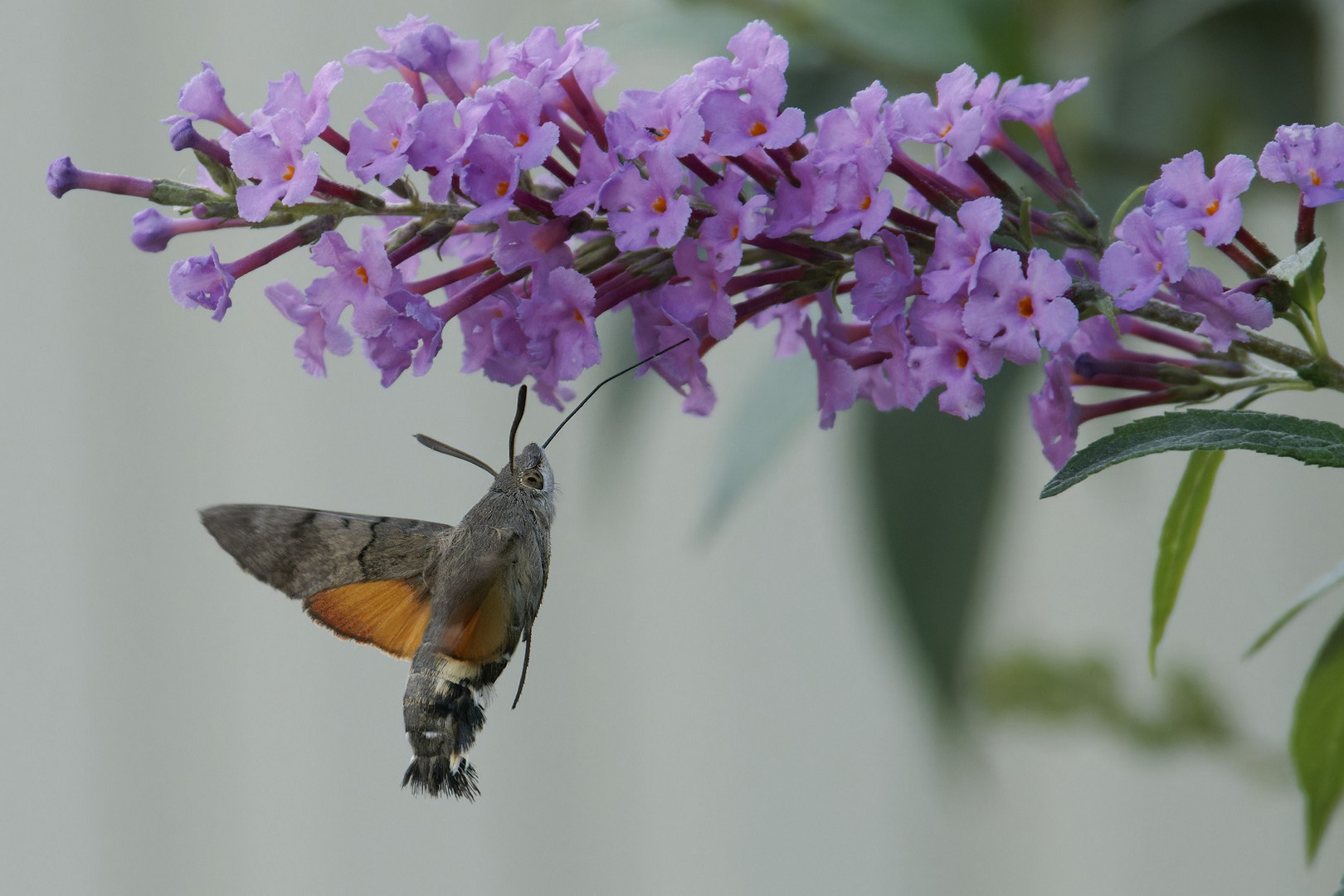 Taubenschwänzchen am Sommerflieder