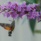 Taubenschwänzchen am Sommerflieder