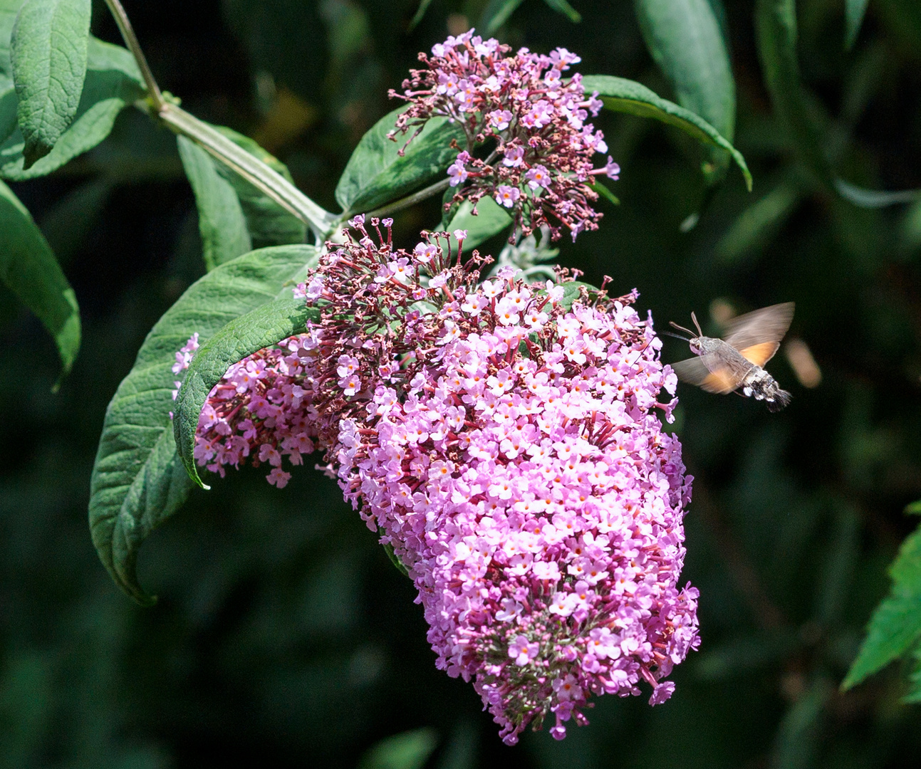 Taubenschwänzchen  am Sommerflieder