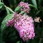 Taubenschwänzchen  am Sommerflieder