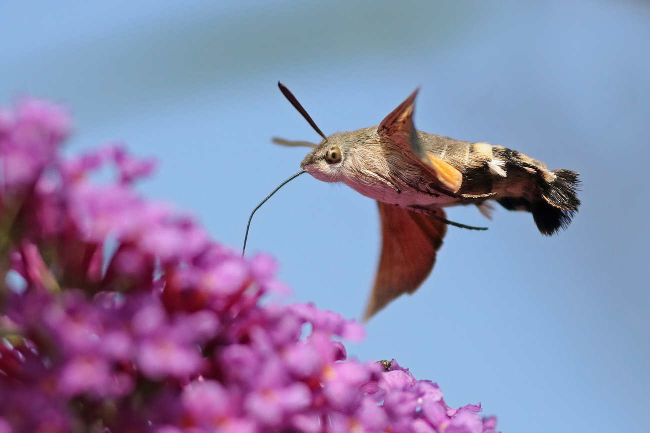 Taubenschwänzchen am Sommerflieder