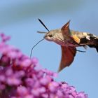 Taubenschwänzchen am Sommerflieder