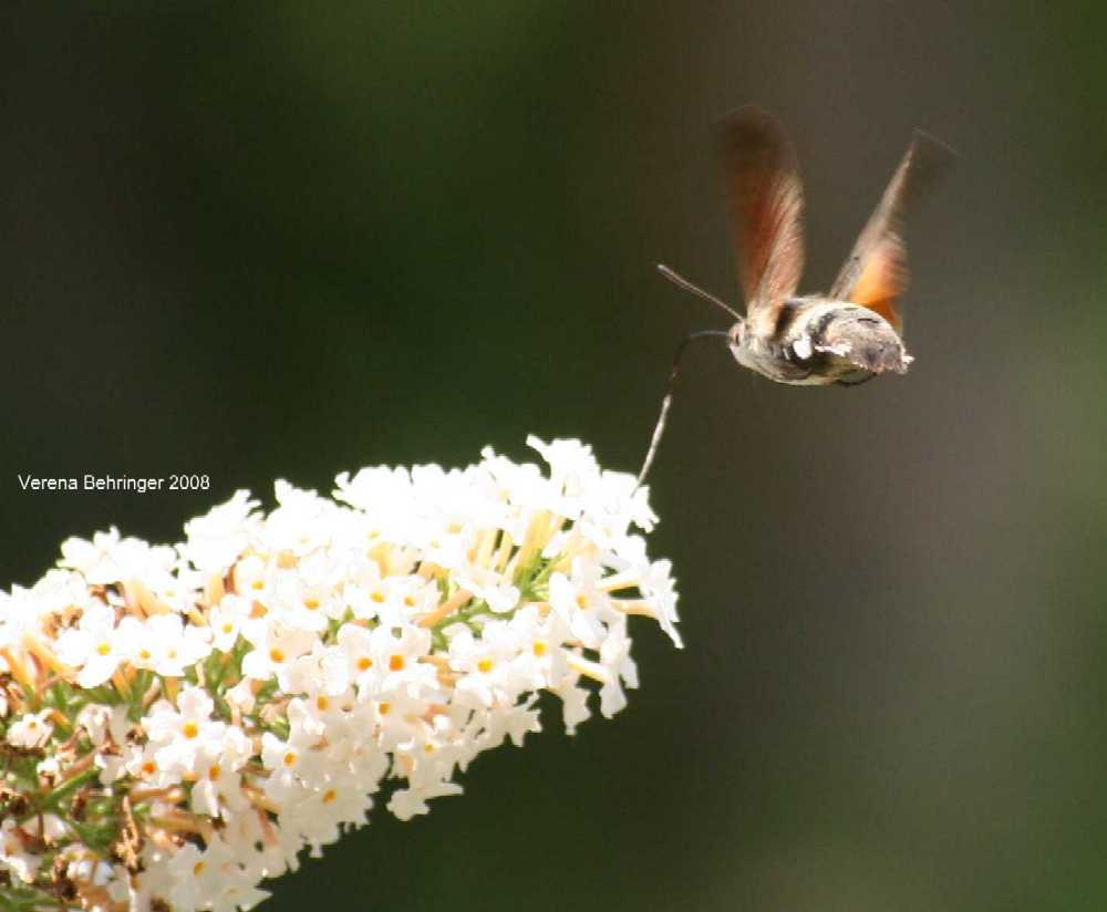 Taubenschwänzchen am Sommerflieder (Macroglossum stellatarum)