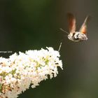 Taubenschwänzchen am Sommerflieder (Macroglossum stellatarum)