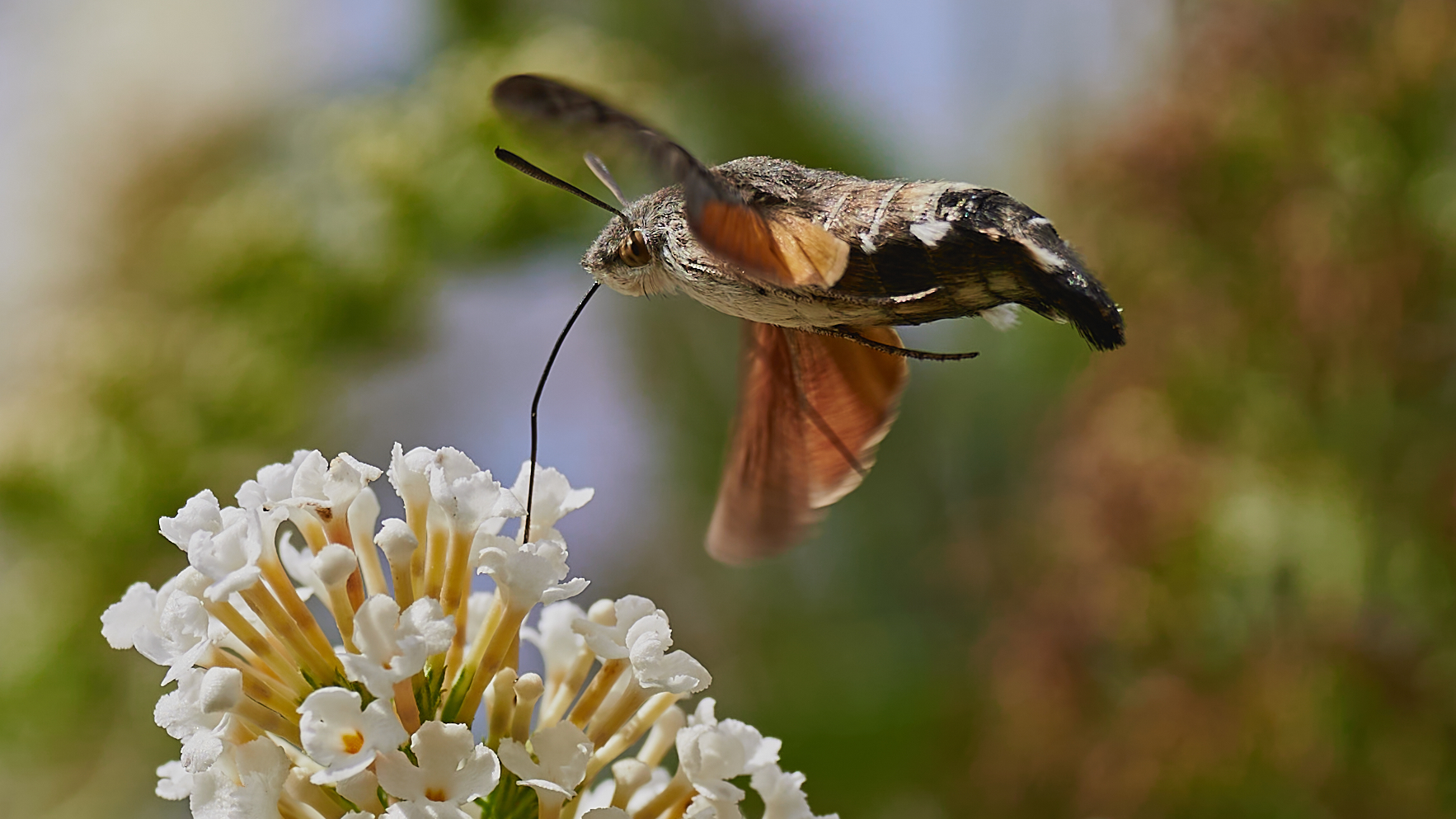 Taubenschwänzchen am weißen Sommerflieder 