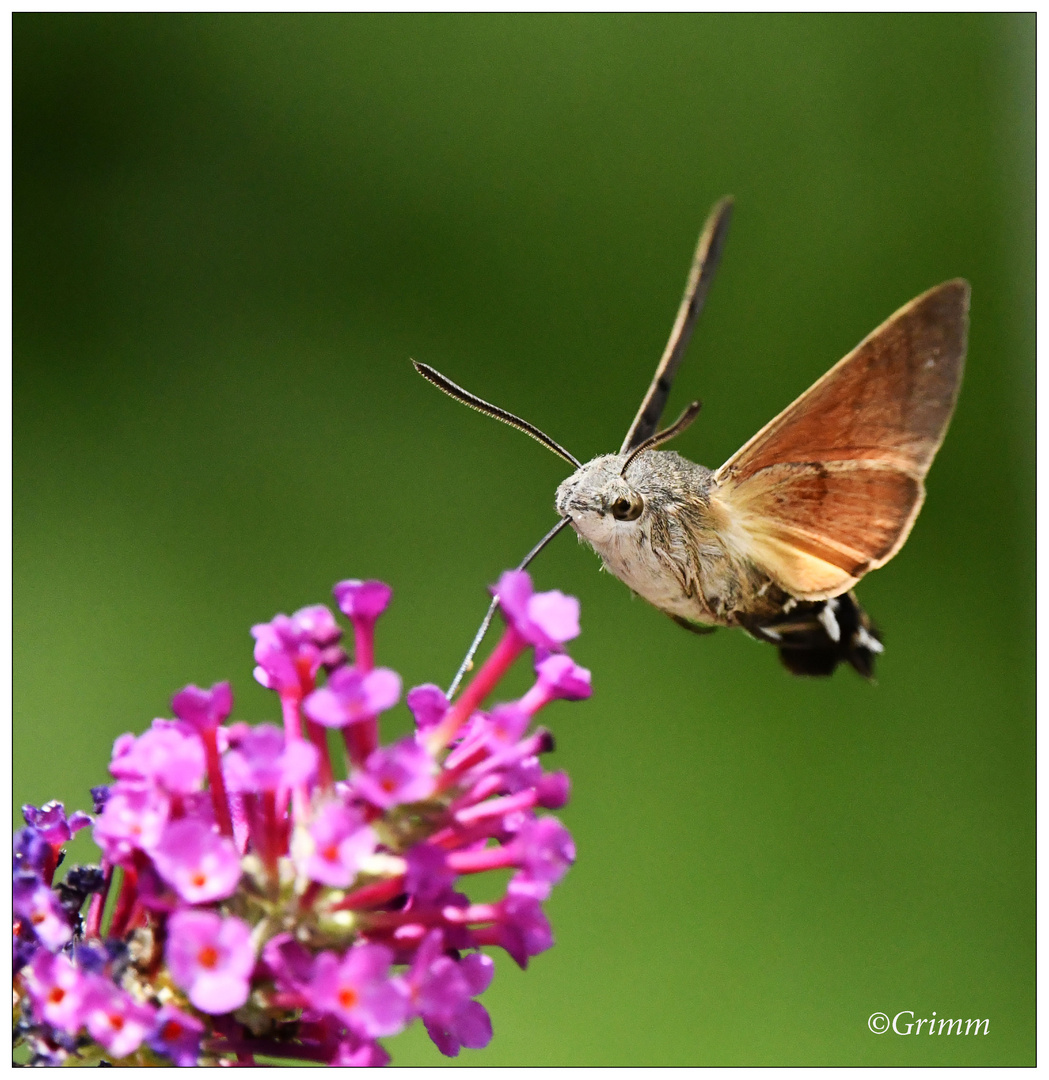 Taubenschwänzchen an Buddleja