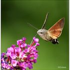 Taubenschwänzchen an Buddleja