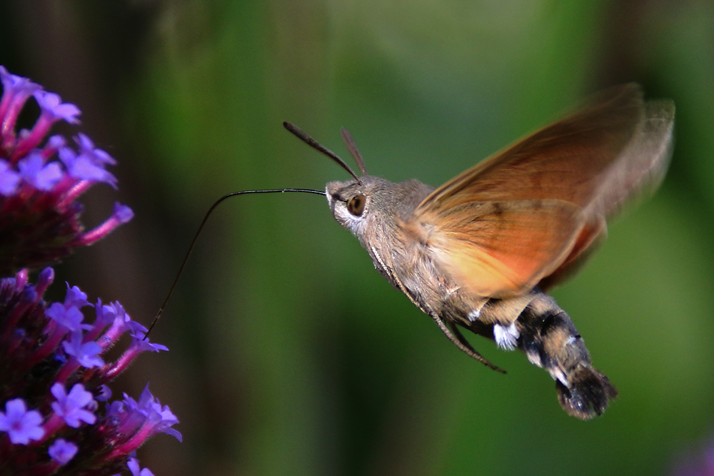 Taubenschwänzchen an der Blüte