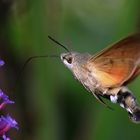 Taubenschwänzchen an der Blüte