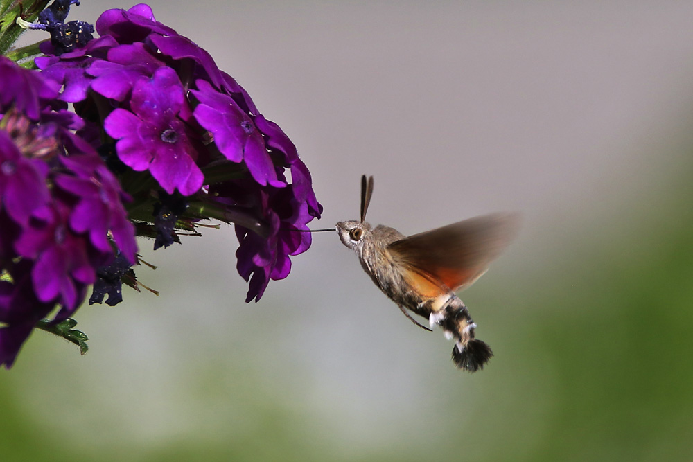 Taubenschwänzchen an der Blüte