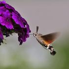 Taubenschwänzchen an der Blüte