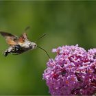 Taubenschwänzchen an der Buddlejatanke