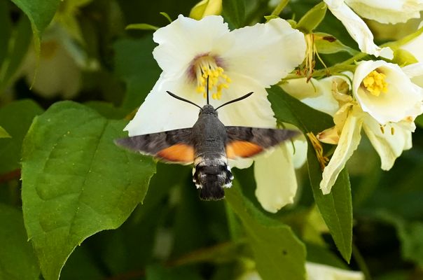 Taubenschwänzchen an der Jasminblüte