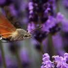 Taubenschwänzchen an der Lavendelblüte