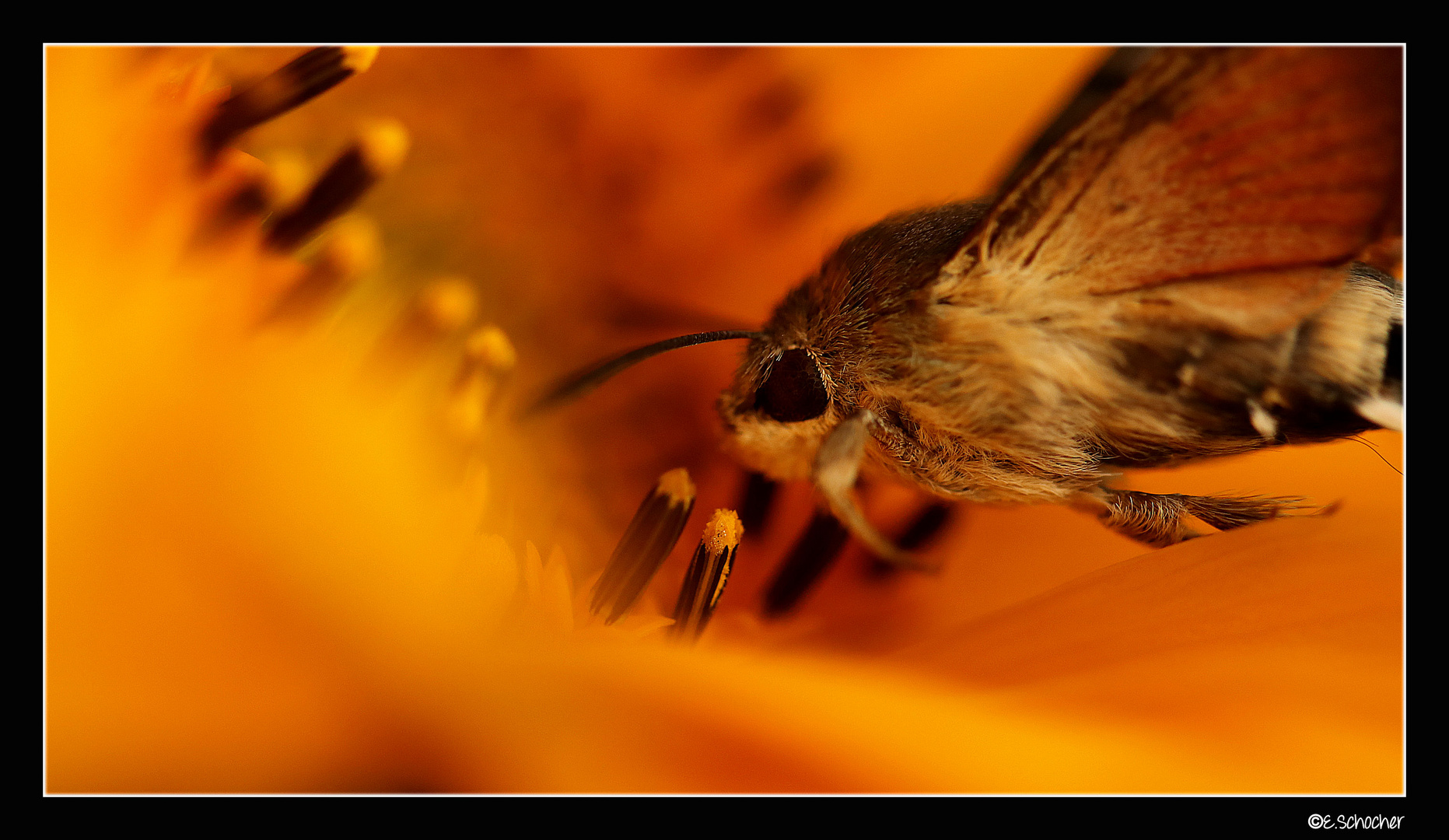 Taubenschwänzchen an der Sonnenblume