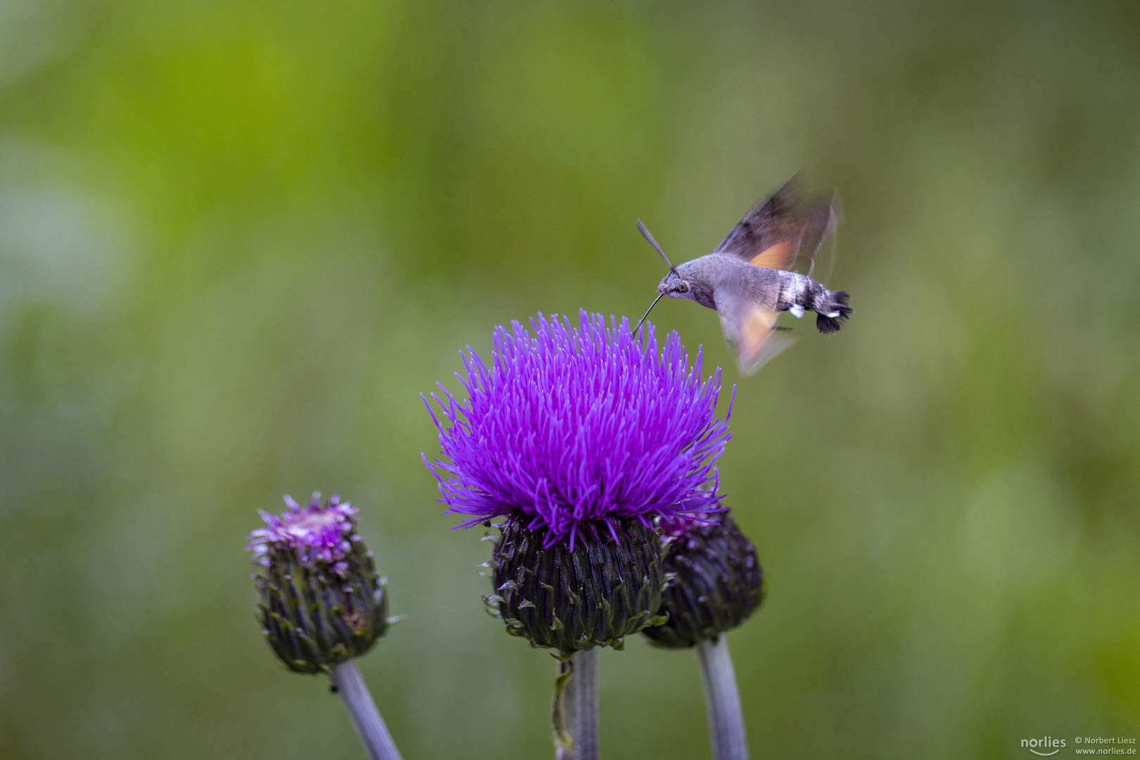 Taubenschwänzchen an Distel