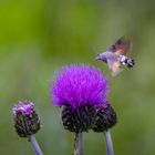 Taubenschwänzchen an Distel