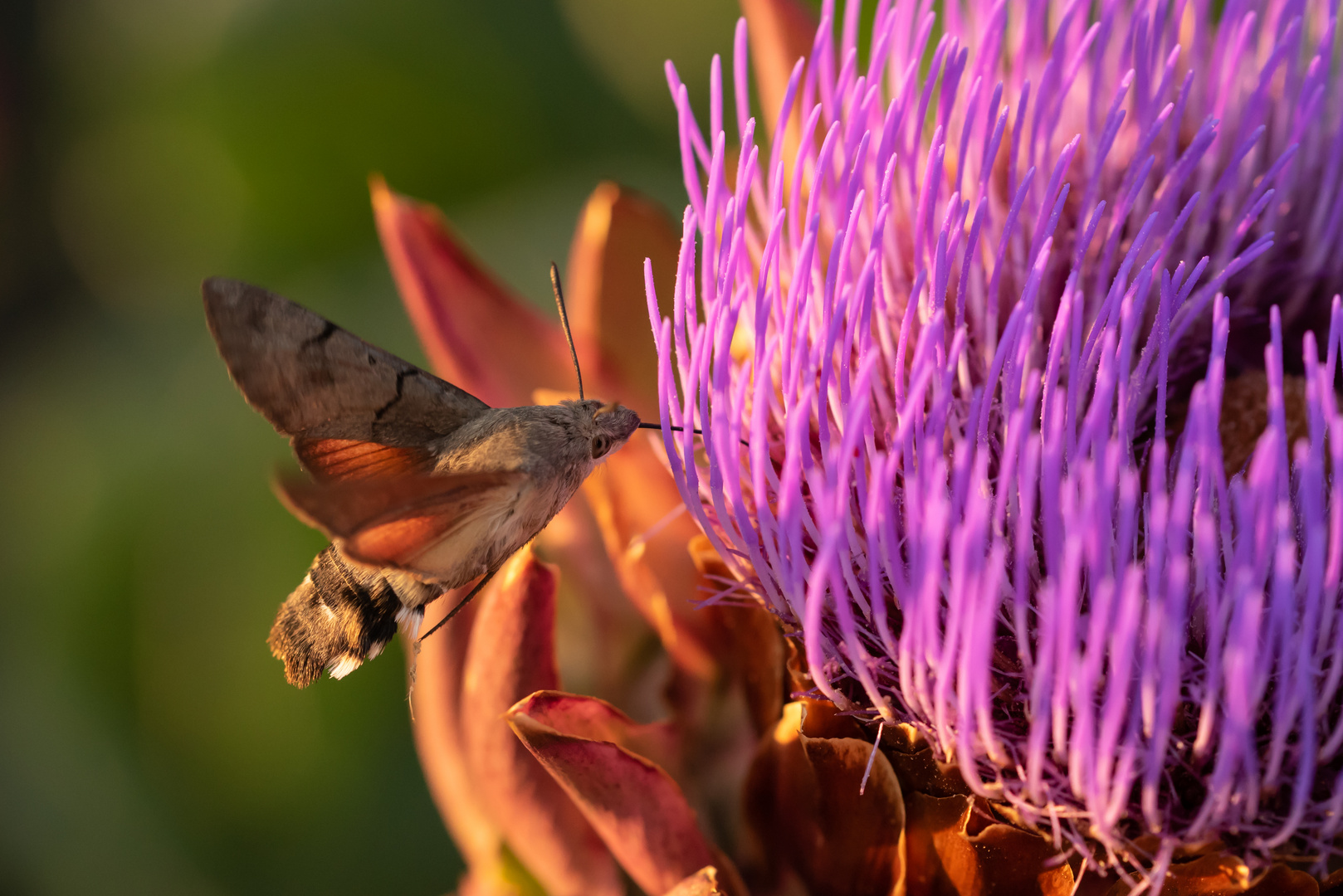 Taubenschwänzchen an einer Artischokenblüte