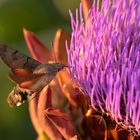 Taubenschwänzchen an einer Artischokenblüte