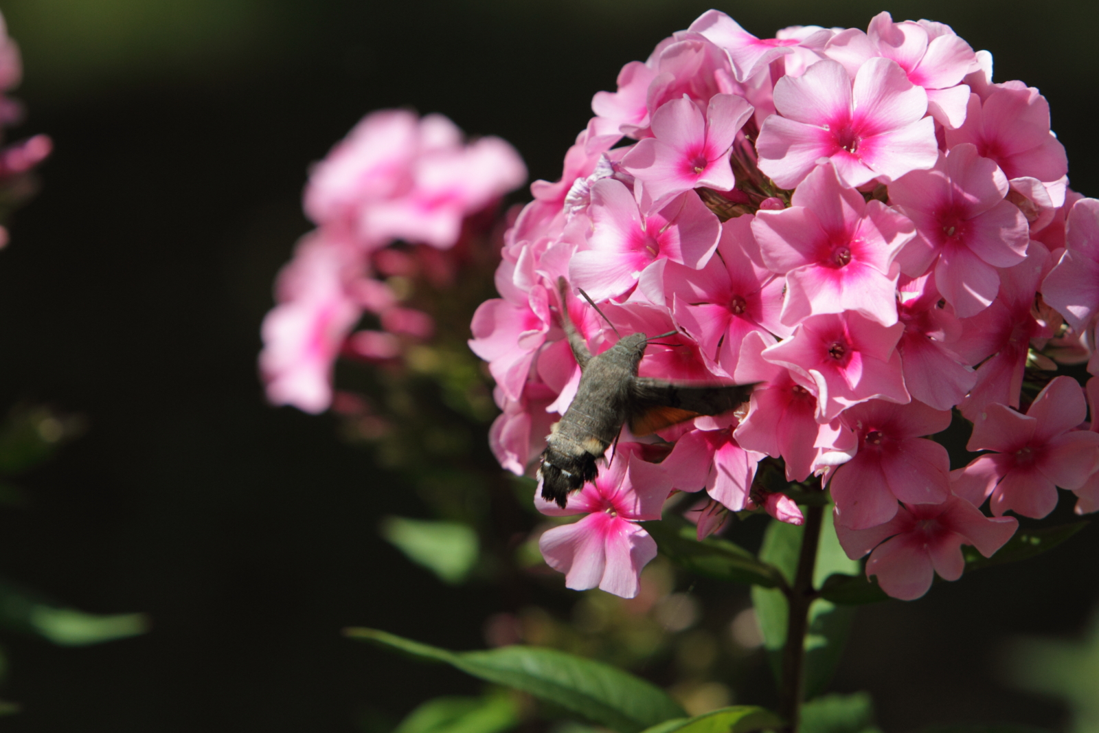 Taubenschwänzchen an einer Phloxblüte