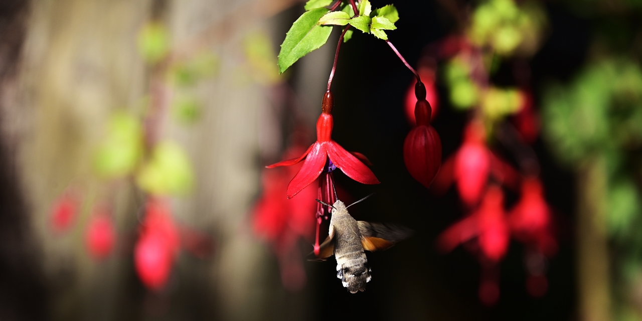 Taubenschwänzchen an Fuchsie