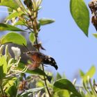 Taubenschwänzchen an Geißblatt